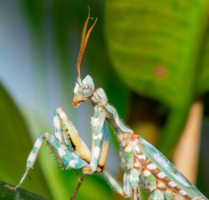 Blepharopsis mendica (Thistle Mantis, Lesser Devils Flower Mantis)