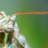 Blepharopsis mendica (Thistle Mantis, Lesser Devils Flower Mantis)