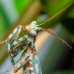Blepharopsis mendica (Thistle Mantis, Lesser Devils Flower Mantis)