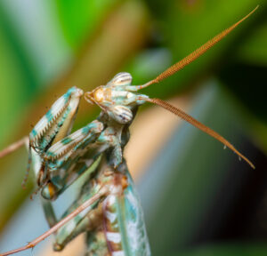Thistle Mantis, Lesser Devils Flower Mantis - Blepharopsis mendica