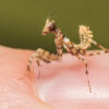 Blepharopsis mendica (Thistle Mantis, Lesser Devils Flower Mantis)