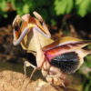 Deroplatys truncata