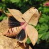 Deroplatys truncata