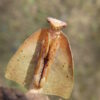 Deroplatys truncata