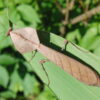 Deroplatys truncata