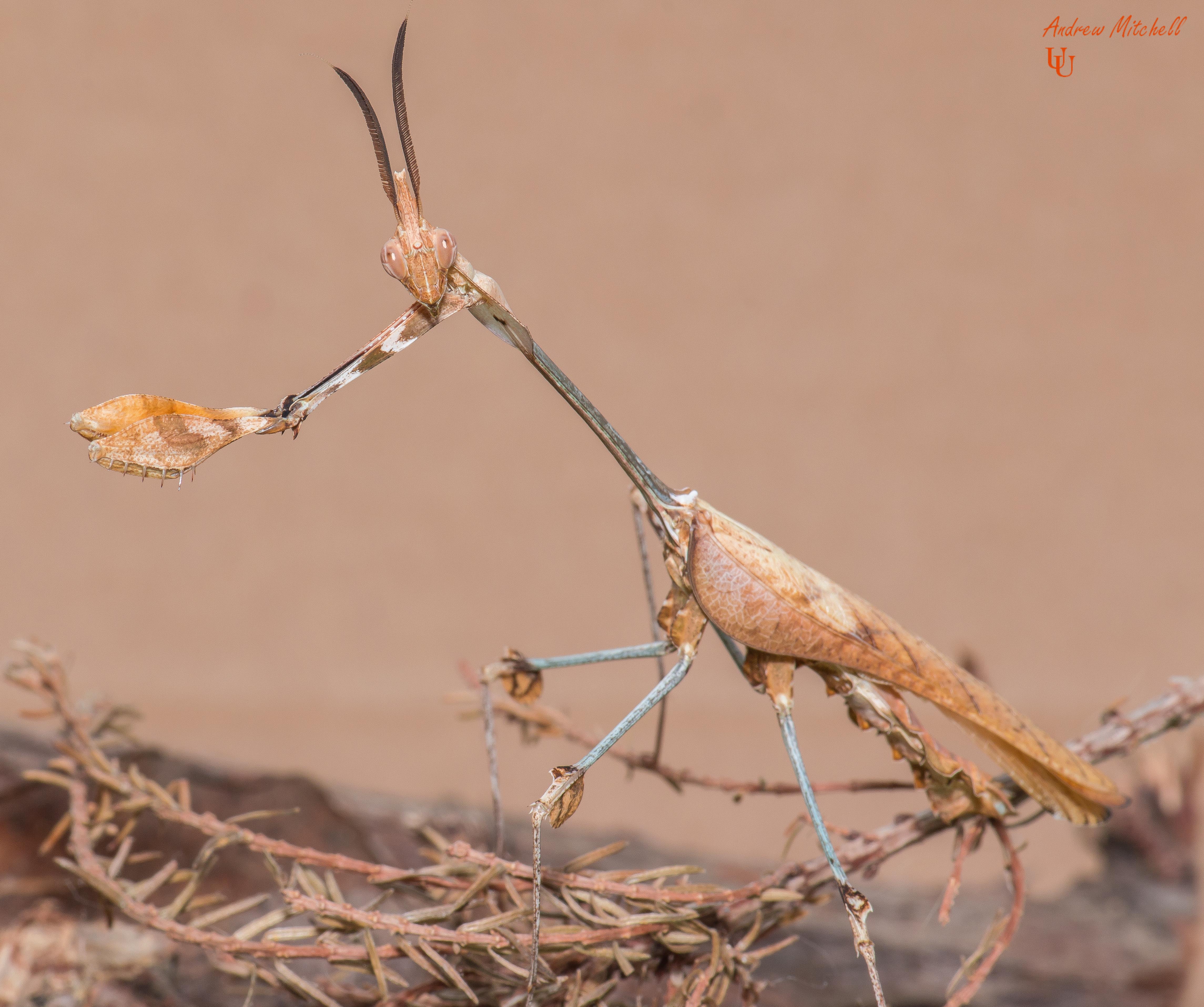 wandering violin mantis for sale