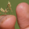 Gongylus gongylodes (Violin Mantis) Mantids for Sale