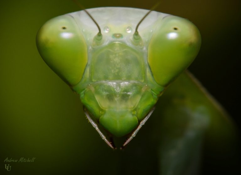 Invertebrates for Sale - The Praying Mantis