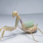 Prating Mantis for Sale Cilnia humeralis (Wide-armed Mantis)