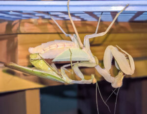 Cilnia humeralis (Wide-armed Mantis)