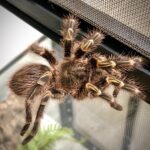 Grammostola pulchripes (Chaco golden knee)