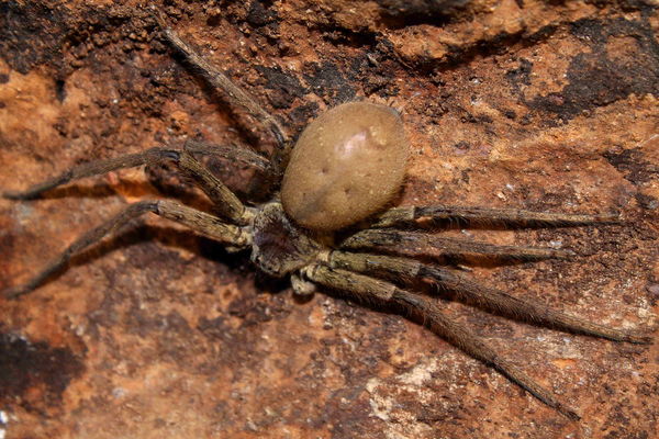Heteropoda cf. Venatoria (Gaint Crab Spider)
