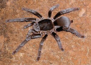 Spiders - Hysterocrates gigas (Giant Baboon Spider)