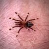 Psalmopoeus irminia (Venezuelan suntiger)