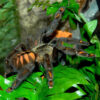 Psalmopoeus irminia (Venezuelan suntiger)