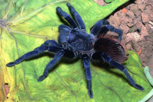 Pterinopelma sazimai (Brazilian Blue)