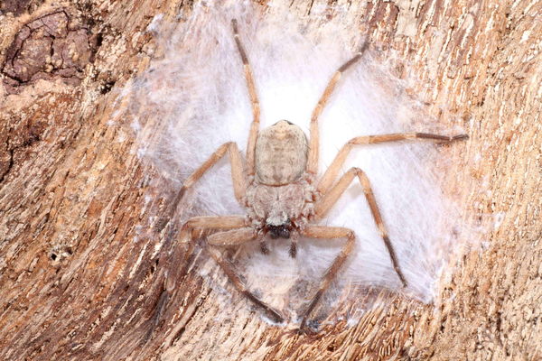 Selenopidae sp. “Oman” (Oman Flatty Spider)