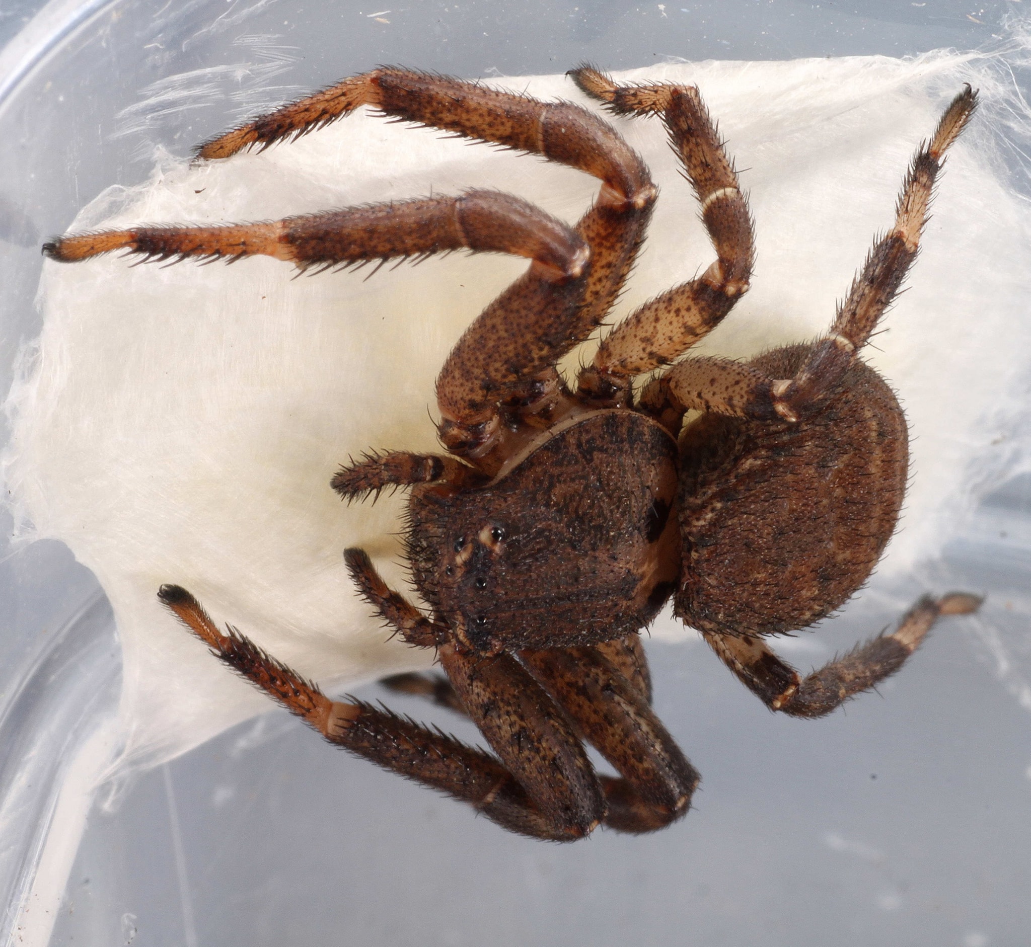 Thomisidae sp. cf Xysthicus sp (Crab Spider)