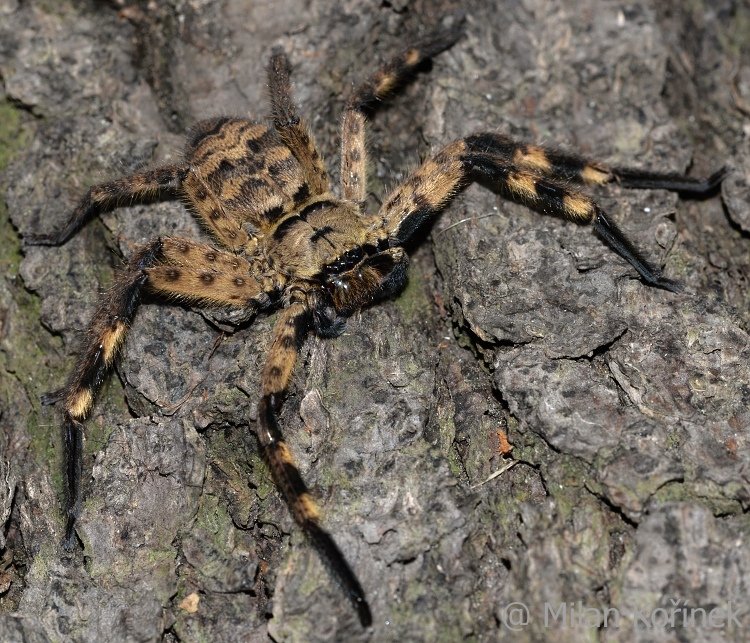 Barylestis scutatus (Cameroon Crab Spider)