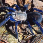 Spiders - Cyriopagopus lividum (Cobalt Blue Tarantula)