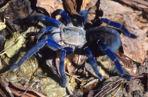 Spiders - Cyriopagopus lividum (Cobalt Blue Tarantula)