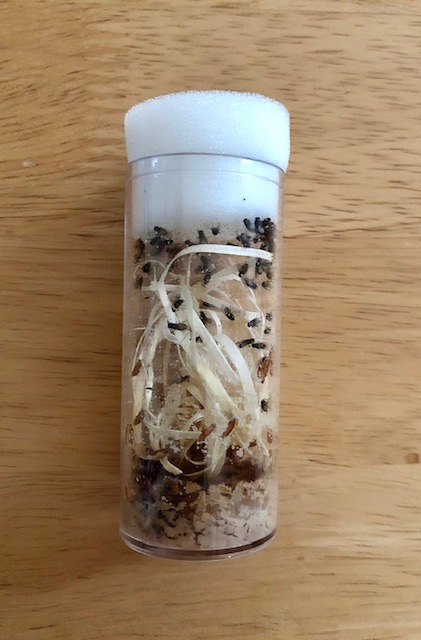 Fruit Flies (Drosophila hydei) (Small 100ml Vial)