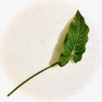 Fake 'Fresh Green' Leaf
