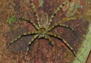 Heteropoda boiei (Lichen Huntsman Spider)