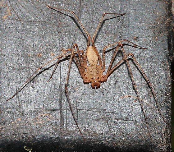 Scytodes longipes (Long-Legged Spitting Spider)
