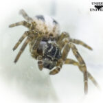 Stegodyphus lineatus (Desert Spider)