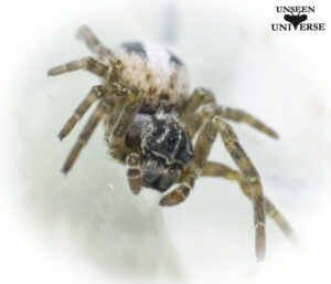 Stegodyphus lineatus (Desert Spider)