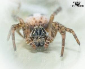 Spiders for sale - Stegodyphus lineatus (Desert Spider)