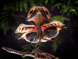 Deroplatys gorochovi (Vietnamese Giant Dead Leaf Mantis)