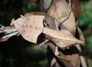 Deroplatys gorochovi (Vietnamese Giant Dead Leaf Mantis)