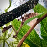 Psychomantis malayensis (Malaysian Green Wing Mantis)