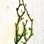 Fake "Moss" Branches (small) (25cm)