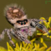 Phidippus regius (Regal Jumping Spider)