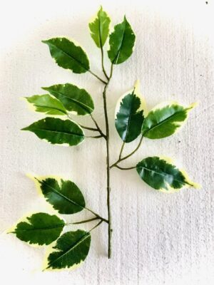 Fake 'Fresh' Ficus Branch/Leaves (30cm)