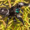 Phidippus regius (Regal Jumping Spider)