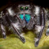 Phidippus regius (Regal Jumping Spider)