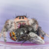 Phidippus regius (Regal Jumping Spider)