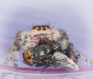 Phidippus regius (Regal Jumping Spider)