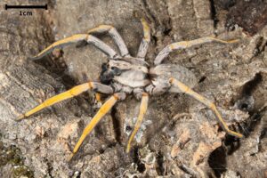 Porto Santo Wolf Spider - Hogna schmitzi other spiders