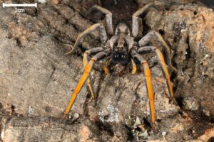 Spiders - Hogna schmitzi (Porto Santo Wolf Spider)