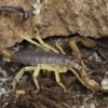 White's Nebo Scorpion