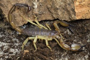 White's Nebo Scorpion