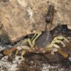 Nebo whitei (White's Nebo Scorpion)