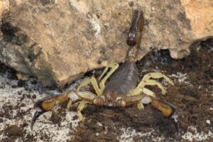 Nebo whitei (White's Nebo Scorpion)