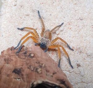 Orange Foot Huntsman Spider - Palystella sp.