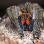 Piloctenus haematostoma (Guinean Wandering Spider)